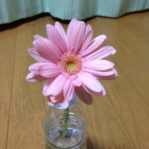 いーさんの～行って観て食べて～